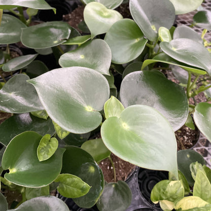 Raindrop Peperomia - 4" Live Plant