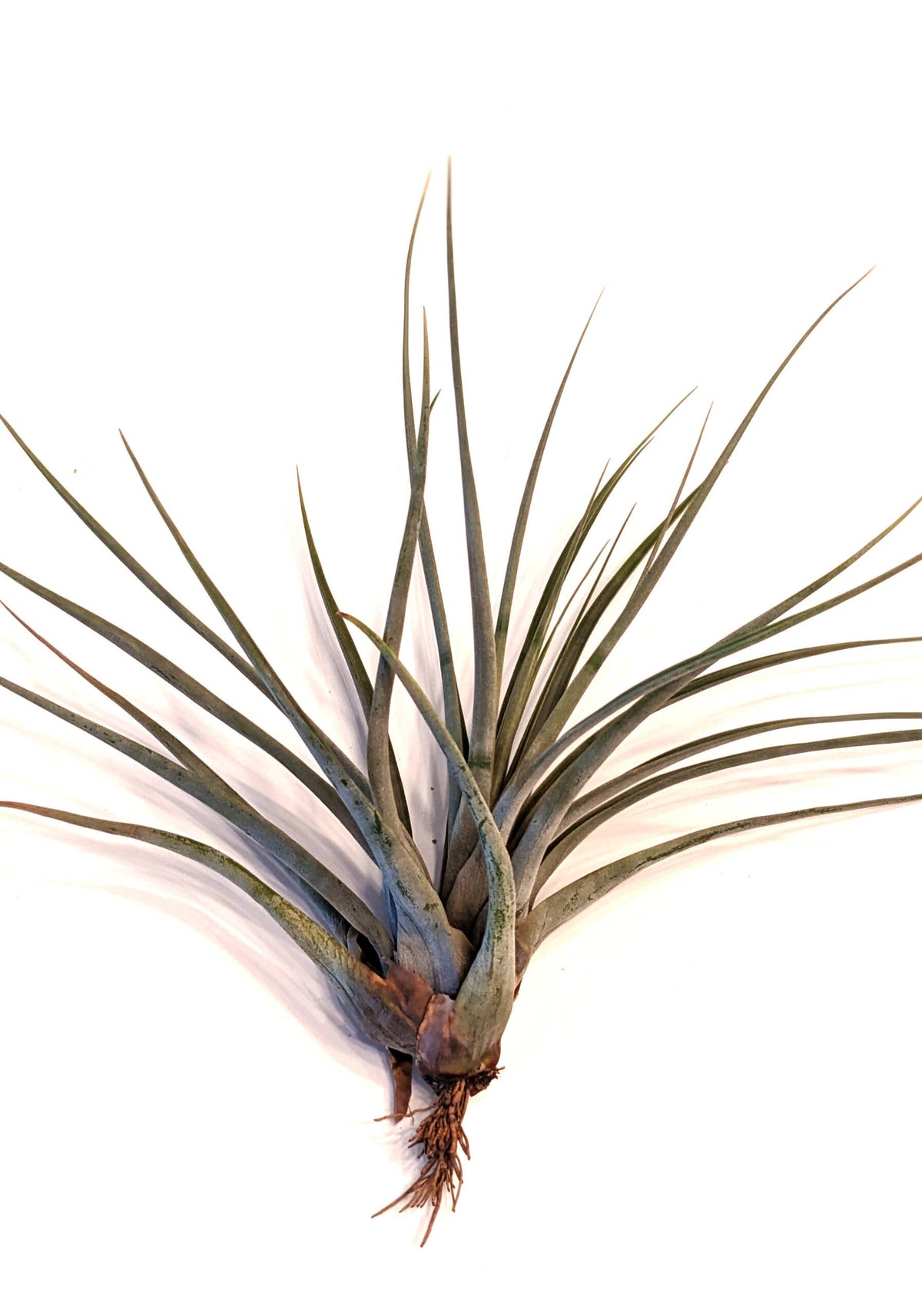 Tillandsia Jumbo Air Plant Mix