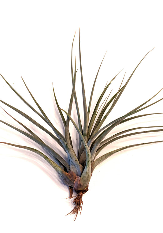 Tillandsia Jumbo Air Plant Mix