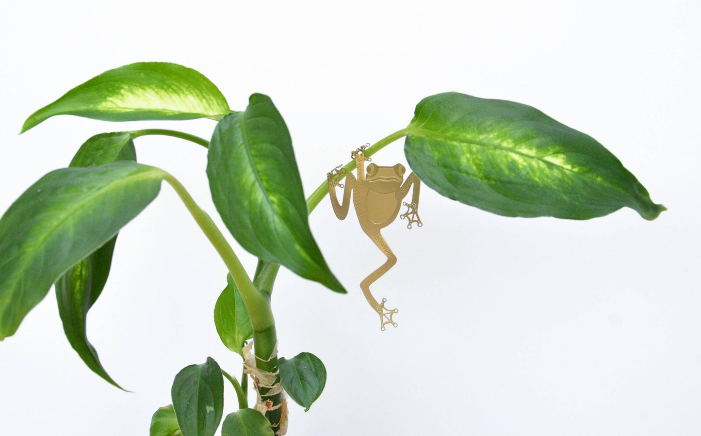 Plant Animal - Tree Frog, Houseplant Decoration