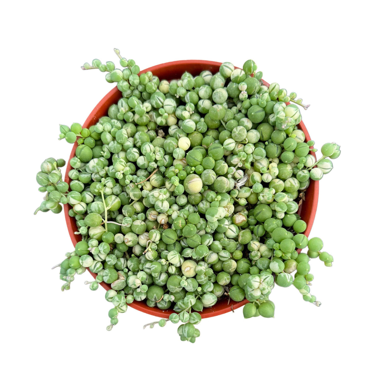 Variegated String of Pearls | 4 inch | Senecio rowleyanus variegata