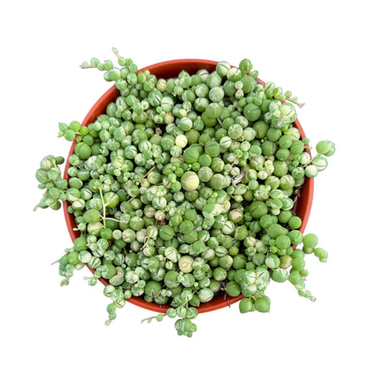 Variegated String of Pearls | 4 inch | Senecio rowleyanus variegata
