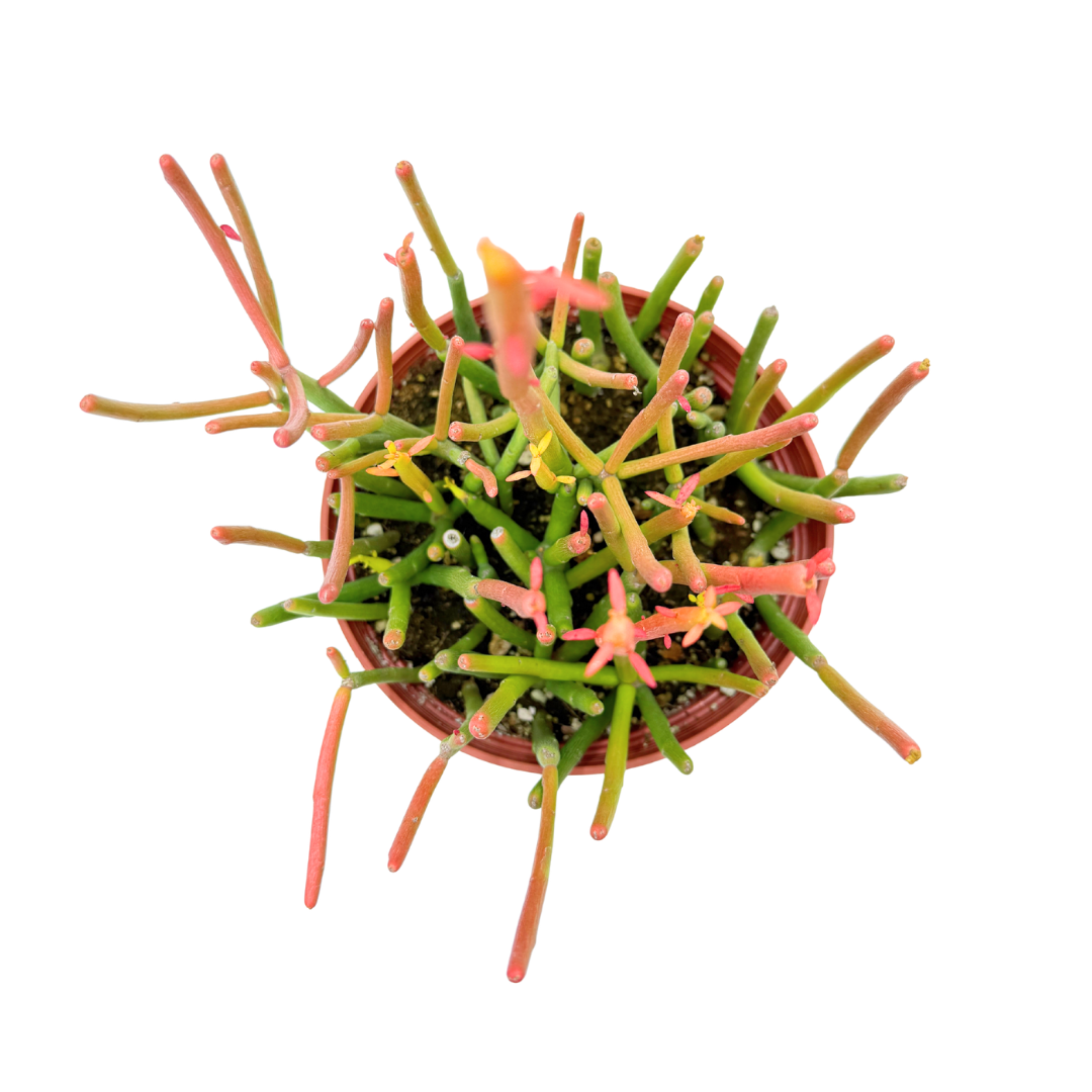 Fire Sticks | 6 inch | Euphorbia tirucalli