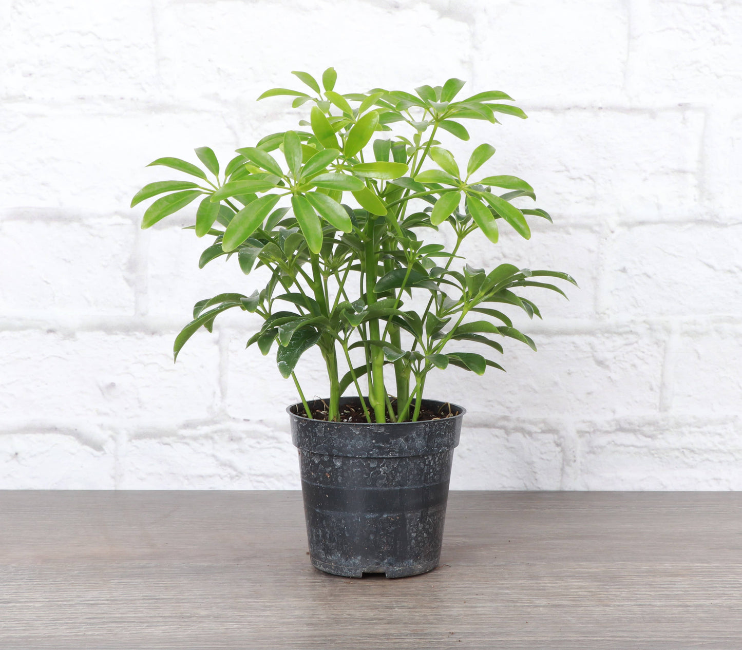 Schefflera Arboricola -  Live Plant