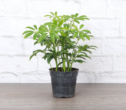 Schefflera Arboricola -  Live Plant