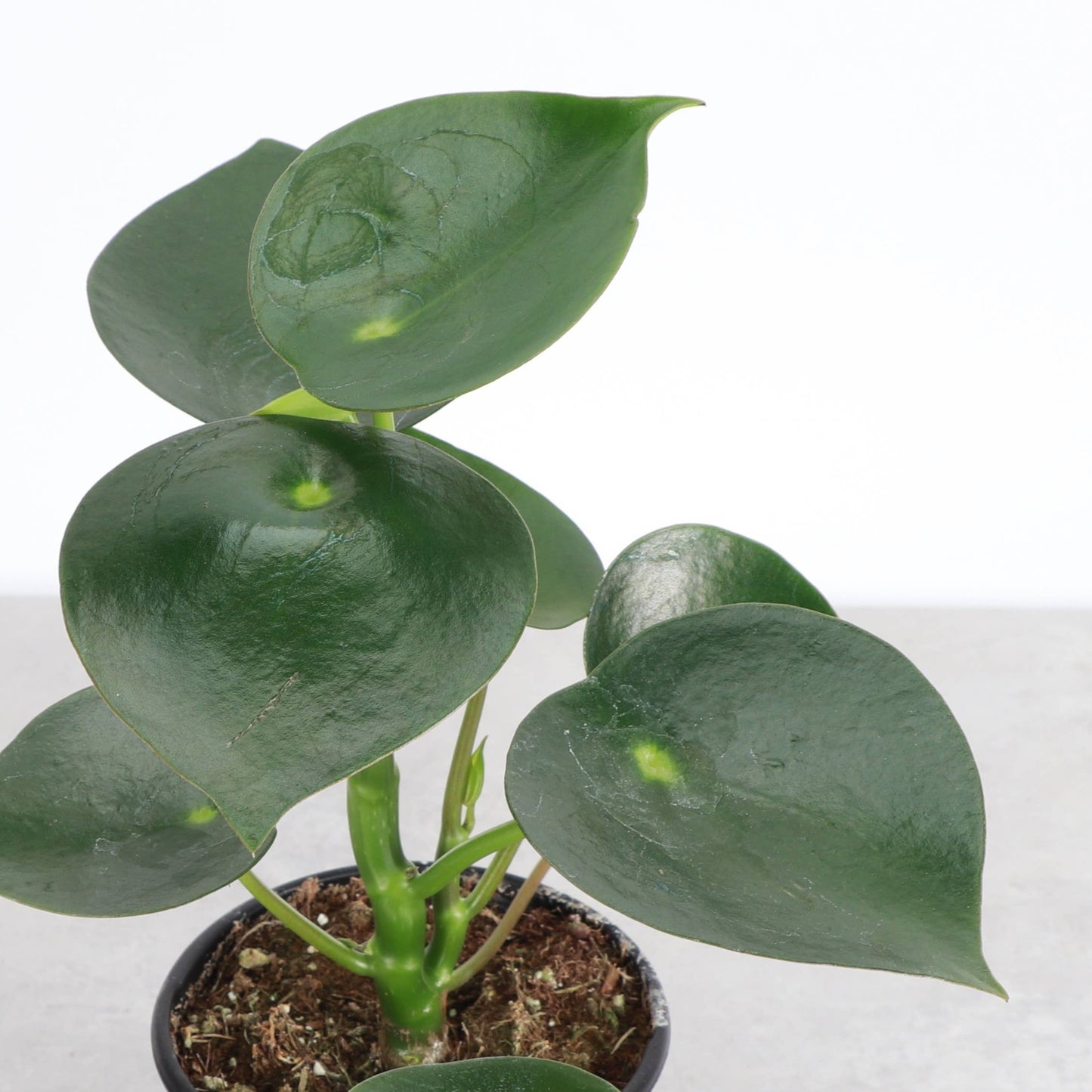Raindrop Peperomia - 4" Live Plant