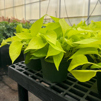 Neon Pothos Plant - Live Plant