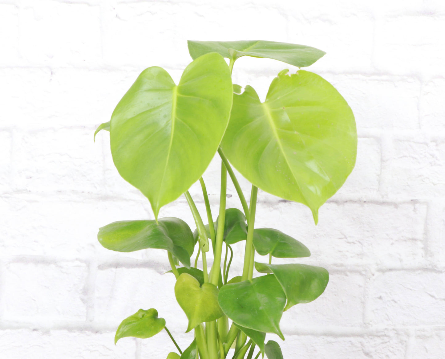 Monstera Deliciosa - Live Plant