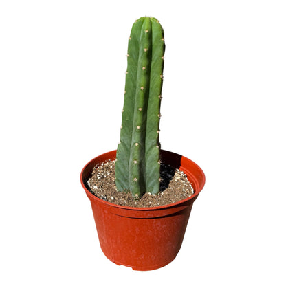 San Pedro Cactus | 6 inch | Trichocereus pachanoi