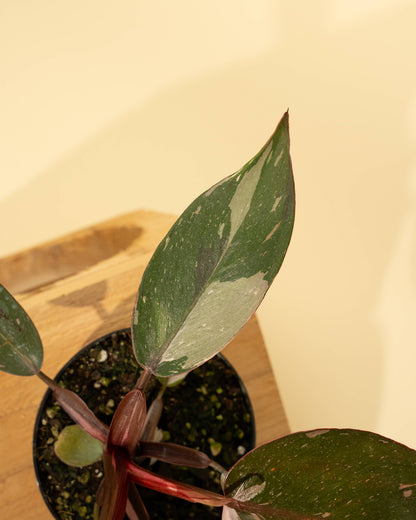 Philodendron Red Anderson 'Pink Knight' - 4 inch