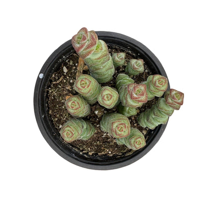 Crassula 'Baby's Necklace' | 4 inch