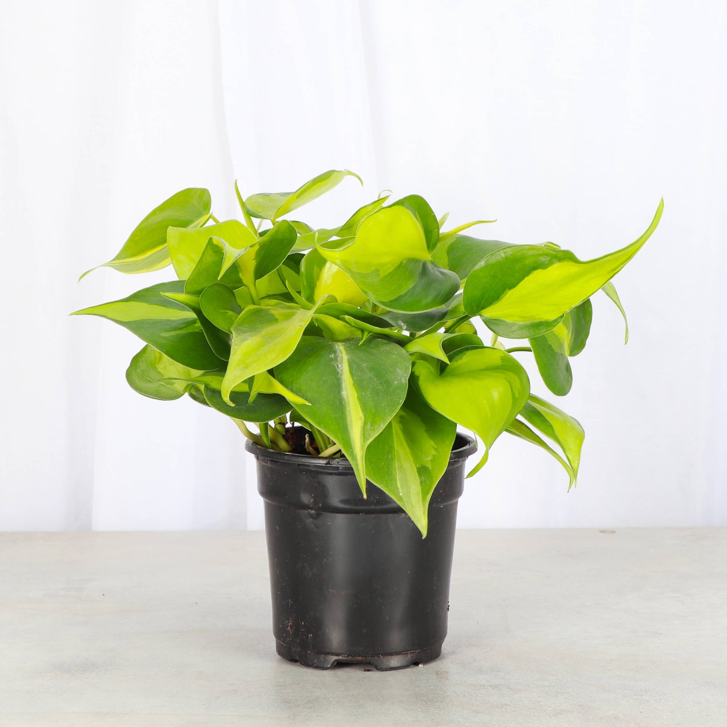 Brazil Philodendron - Live Plant