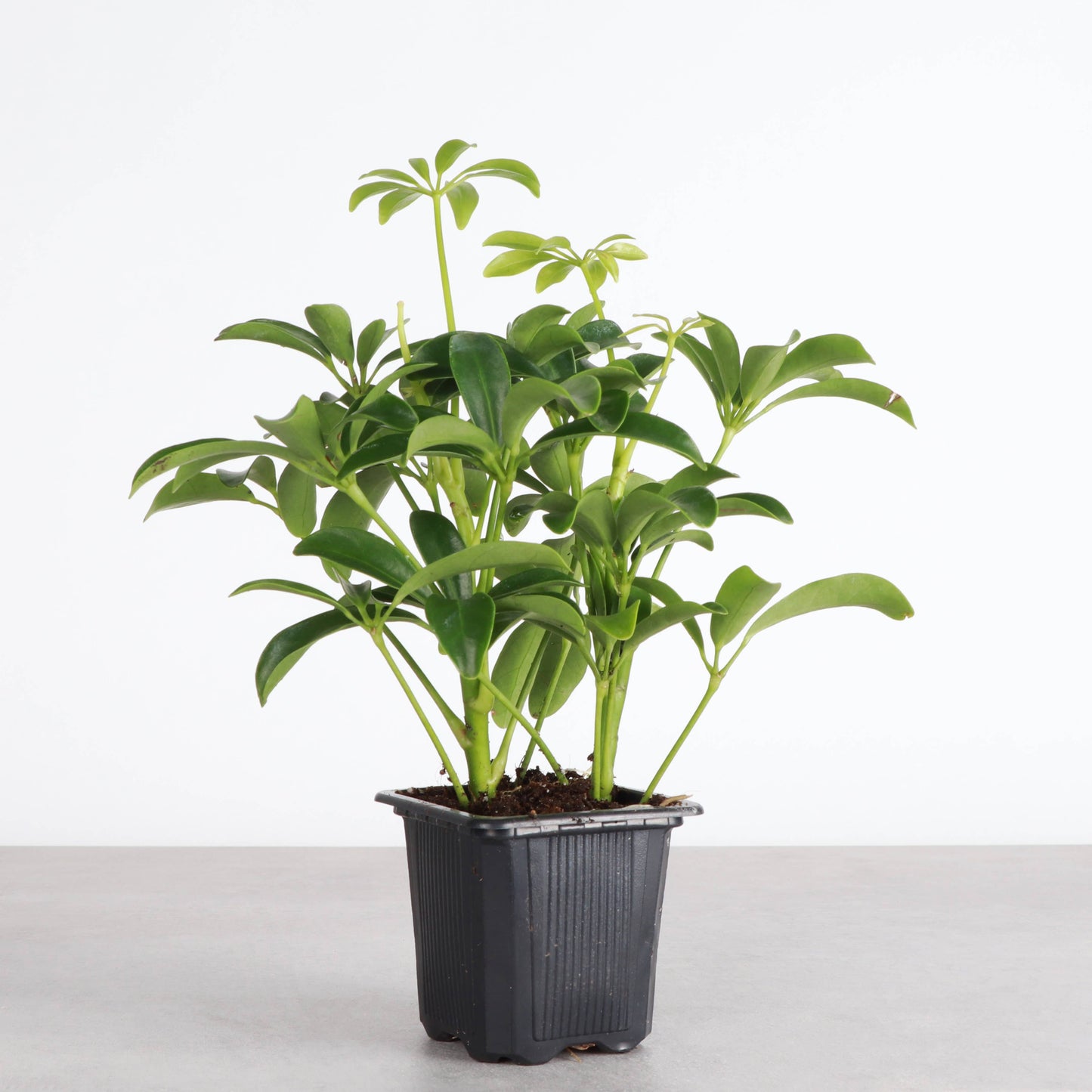 Schefflera Arboricola -  Live Plant