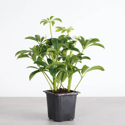 Schefflera Arboricola -  Live Plant