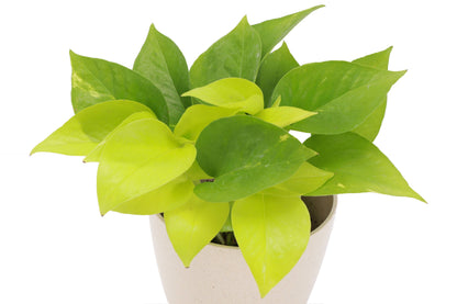 Neon Pothos Plant - Live Plant