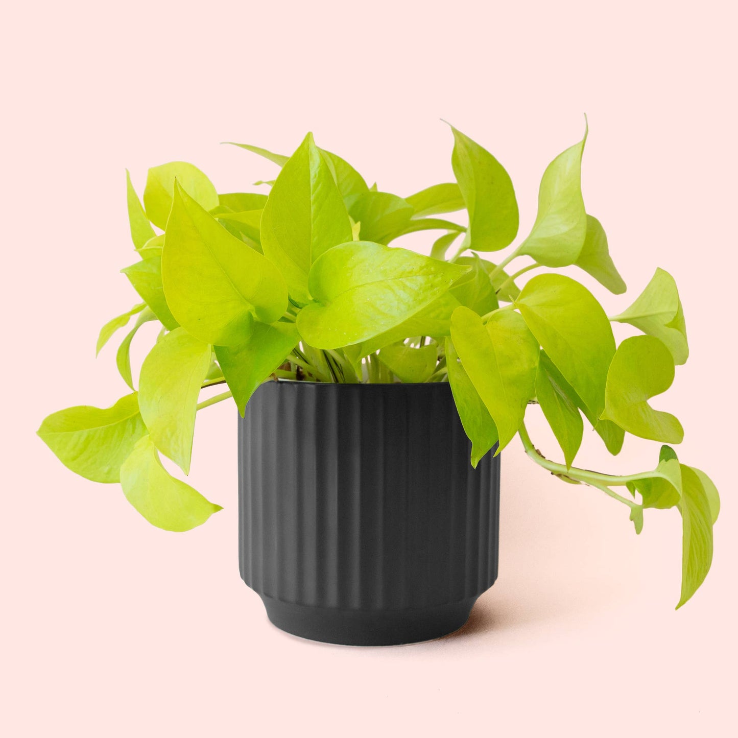 Monroe Planter | Black