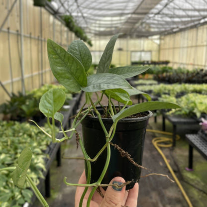 Cebu Blue Pothos - 4" Live Plant