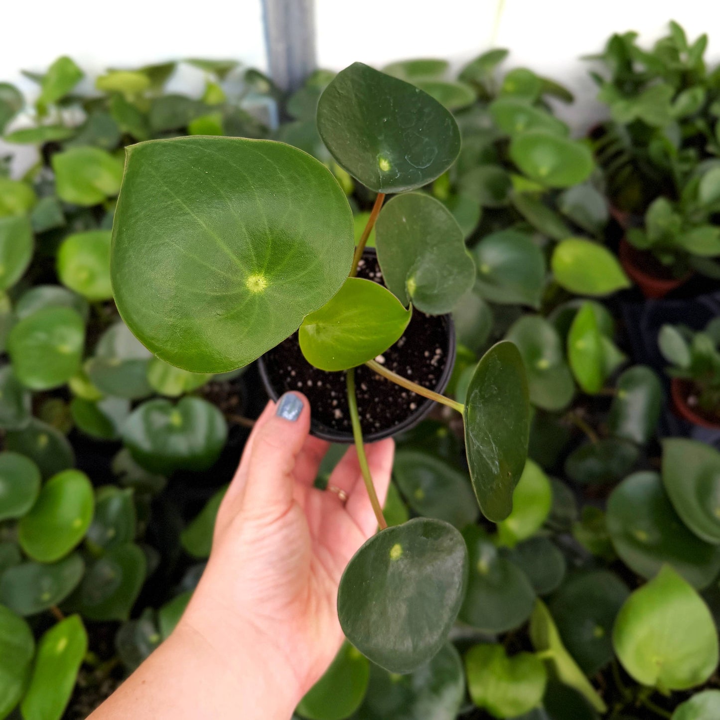 Raindrop Peperomia - 4" Live Plant