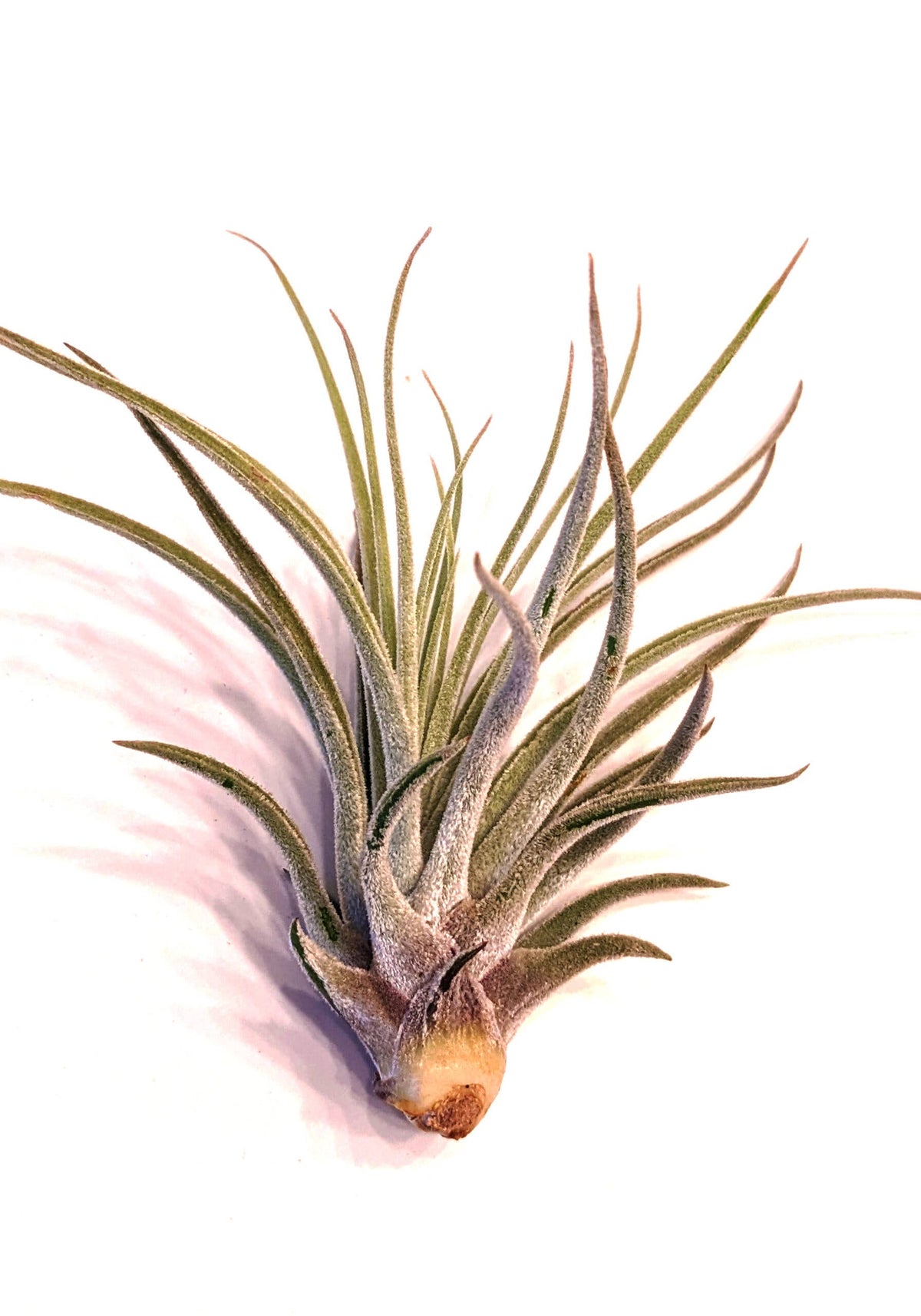 Tillandsia Jumbo Air Plant Mix