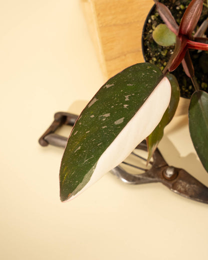 Philodendron Red Anderson 'Pink Knight' - 4 inch