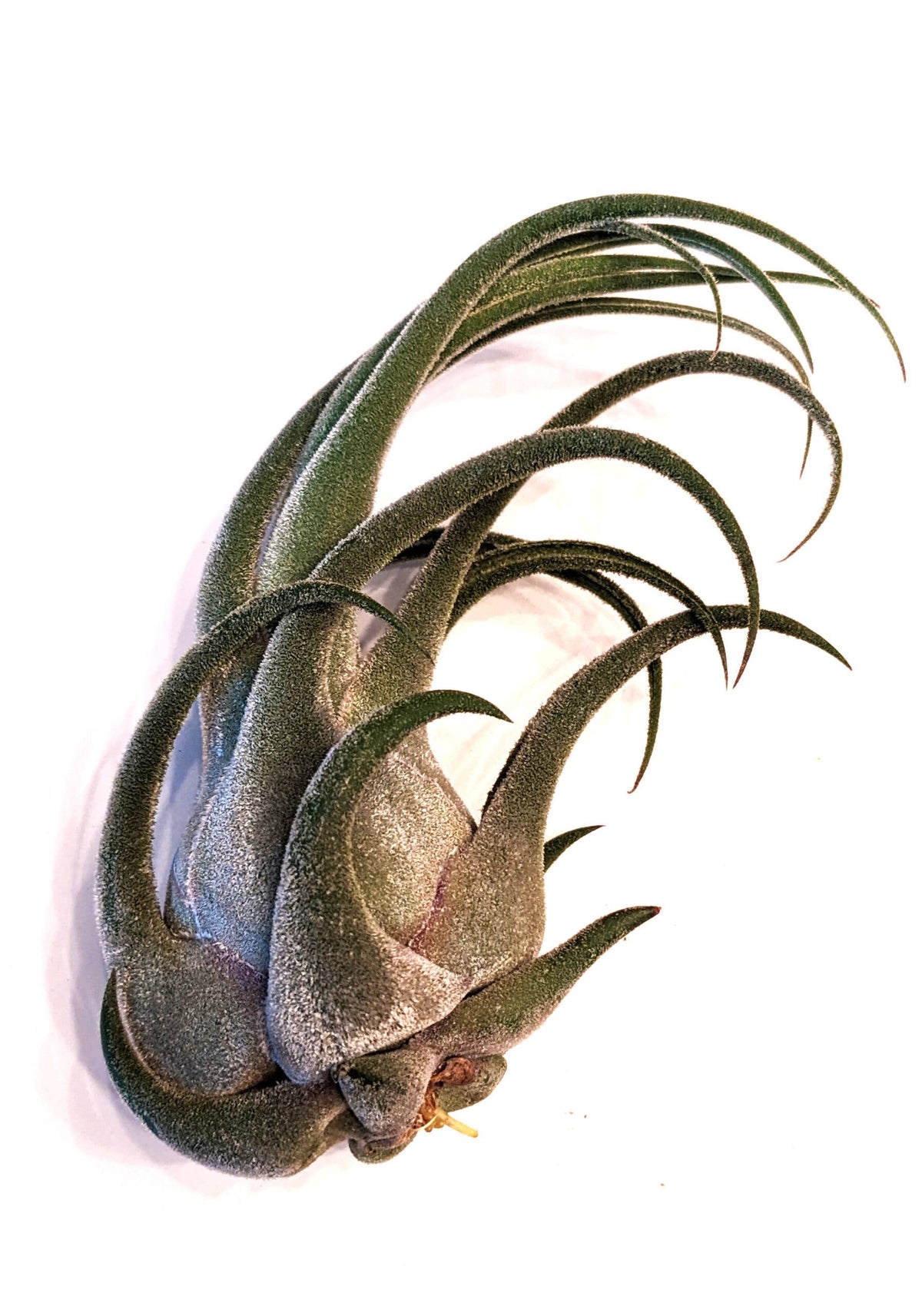 Tillandsia Jumbo Air Plant Mix