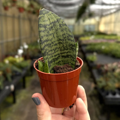 Koi Fin Snake Plant - 2.5" Live Plant - Mini Whale Fin
