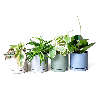 Dojo Flower Planter Pots With Drainage 3 Inch Planter