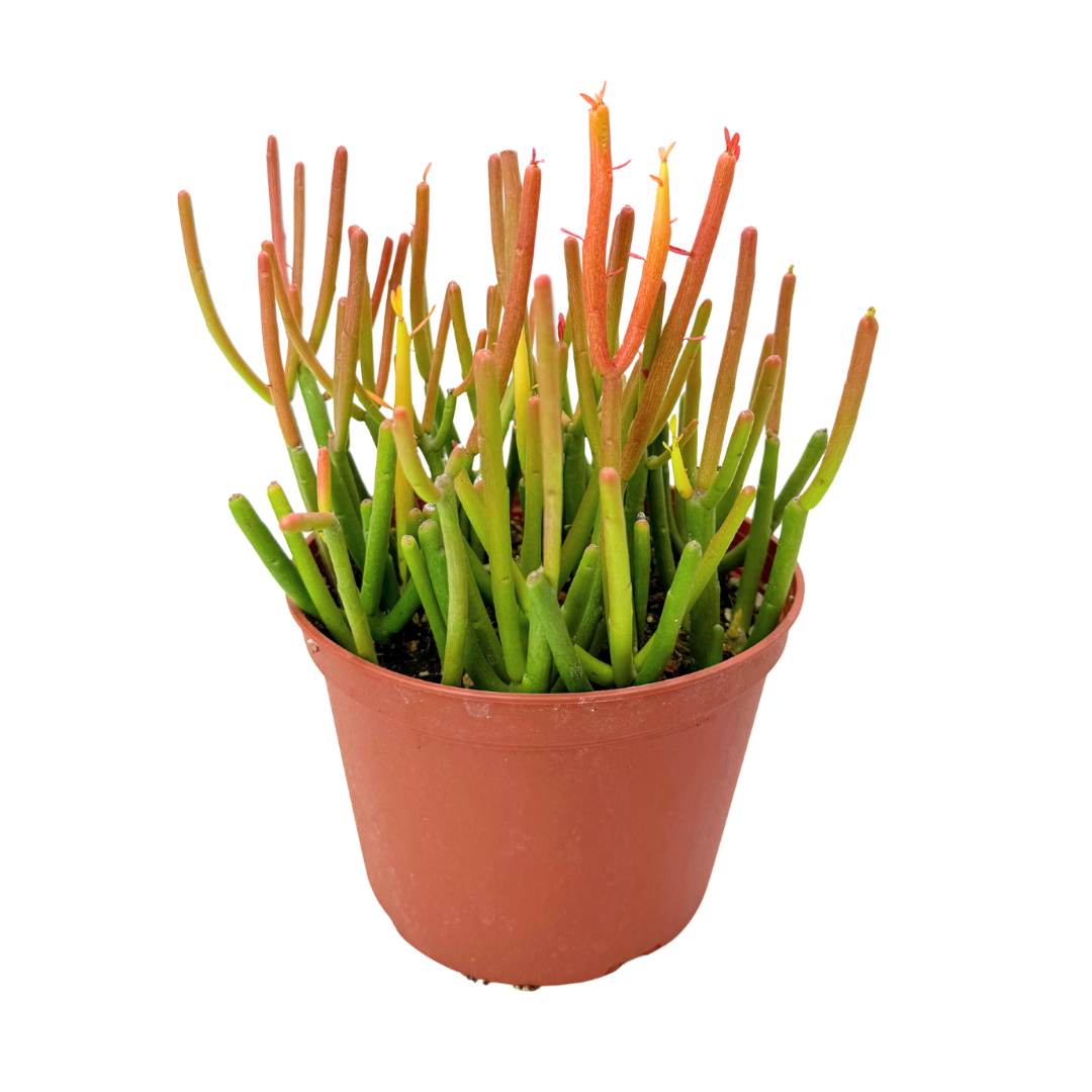 Fire Sticks | 6 inch | Euphorbia tirucalli