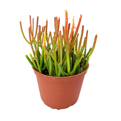 Fire Sticks | 6 inch | Euphorbia tirucalli