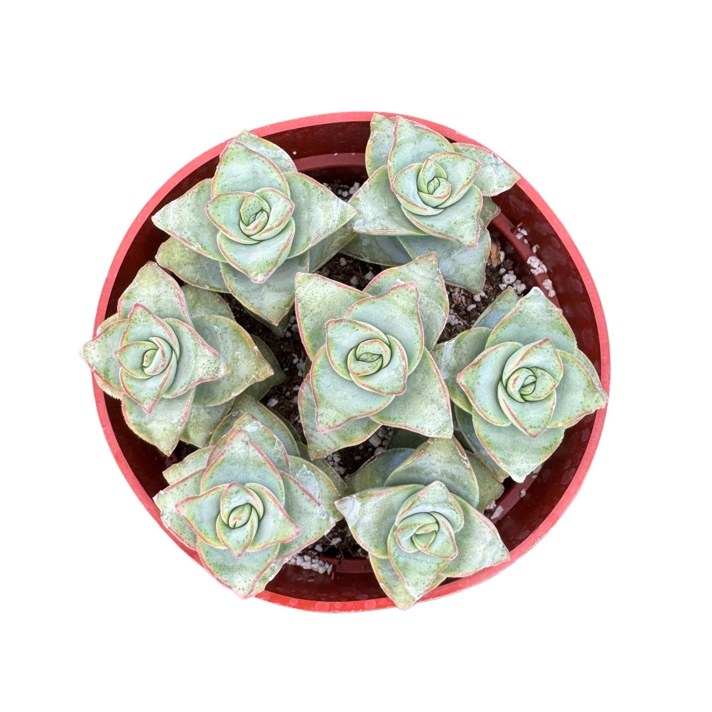 String of Buttons | 4 inch | Crassula perforata