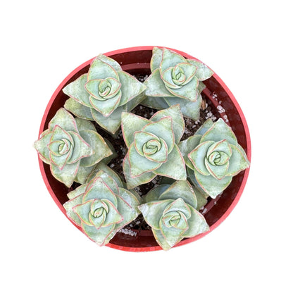 String of Buttons | 4 inch | Crassula perforata