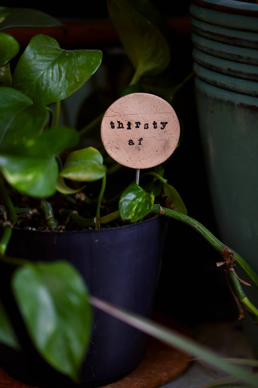 Plant Buddies - Text - Thirsty AF