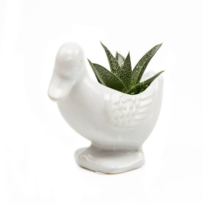 Duck/Turtle Indoor Plant Pot for Succulents