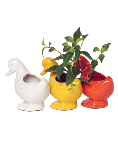 Duck/Turtle Indoor Plant Pot for Succulents
