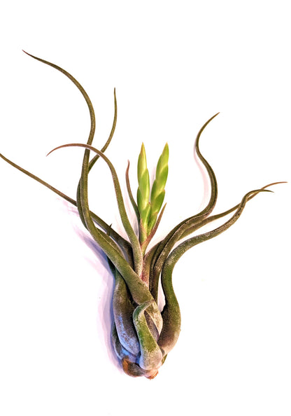 Tillandsia Jumbo Air Plant Mix
