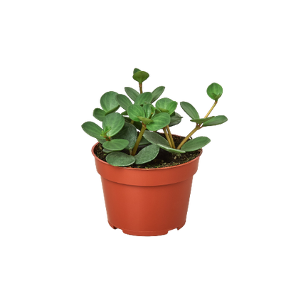 Peperomia 'Hope'