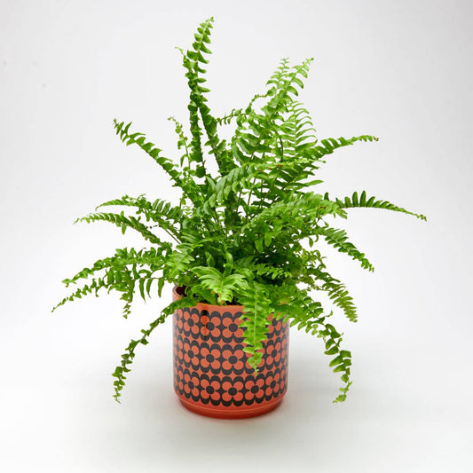 Magpie Hornsea Medium Plant Pot | Repeat Flower